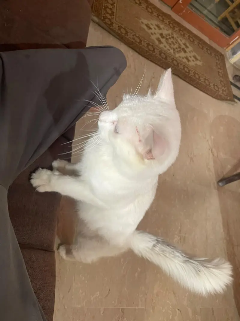 PERSIAN MALE CAT — photo 3