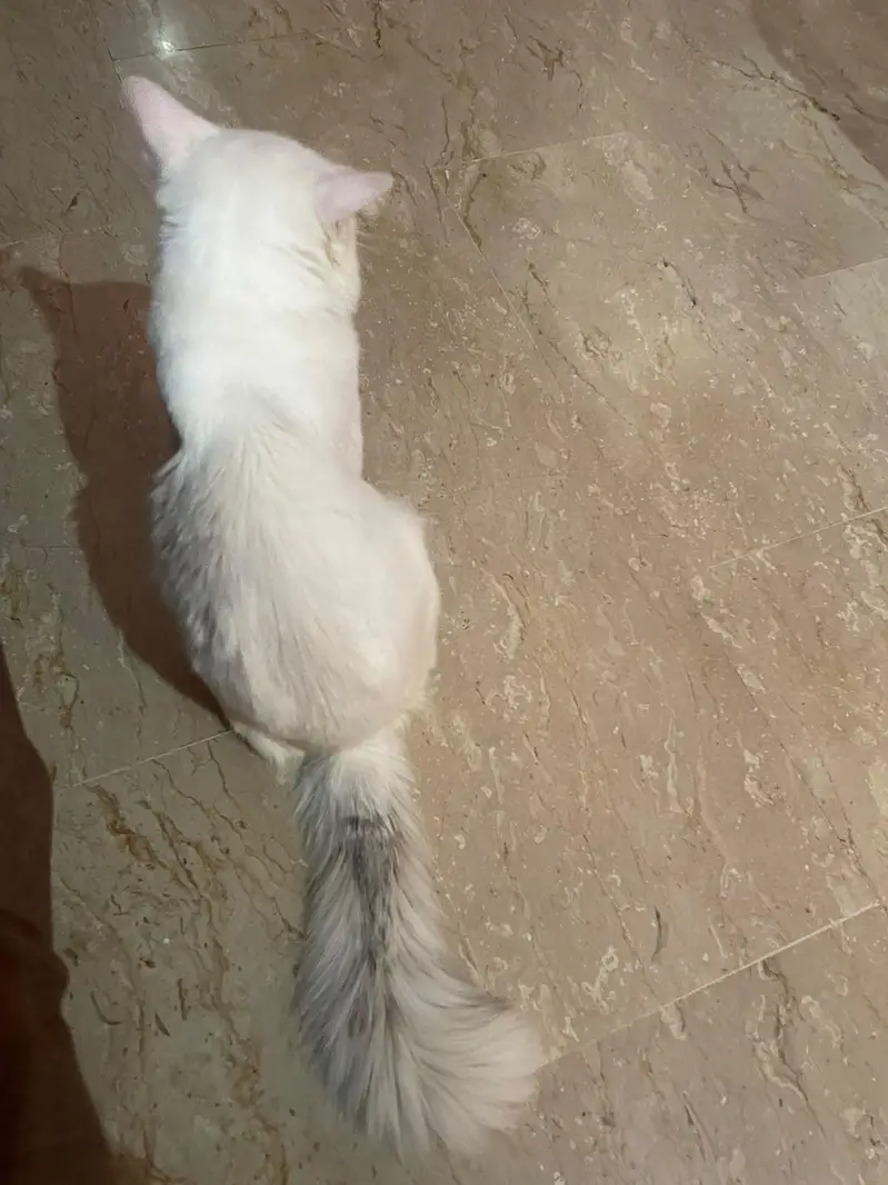 PERSIAN MALE CAT — photo 4