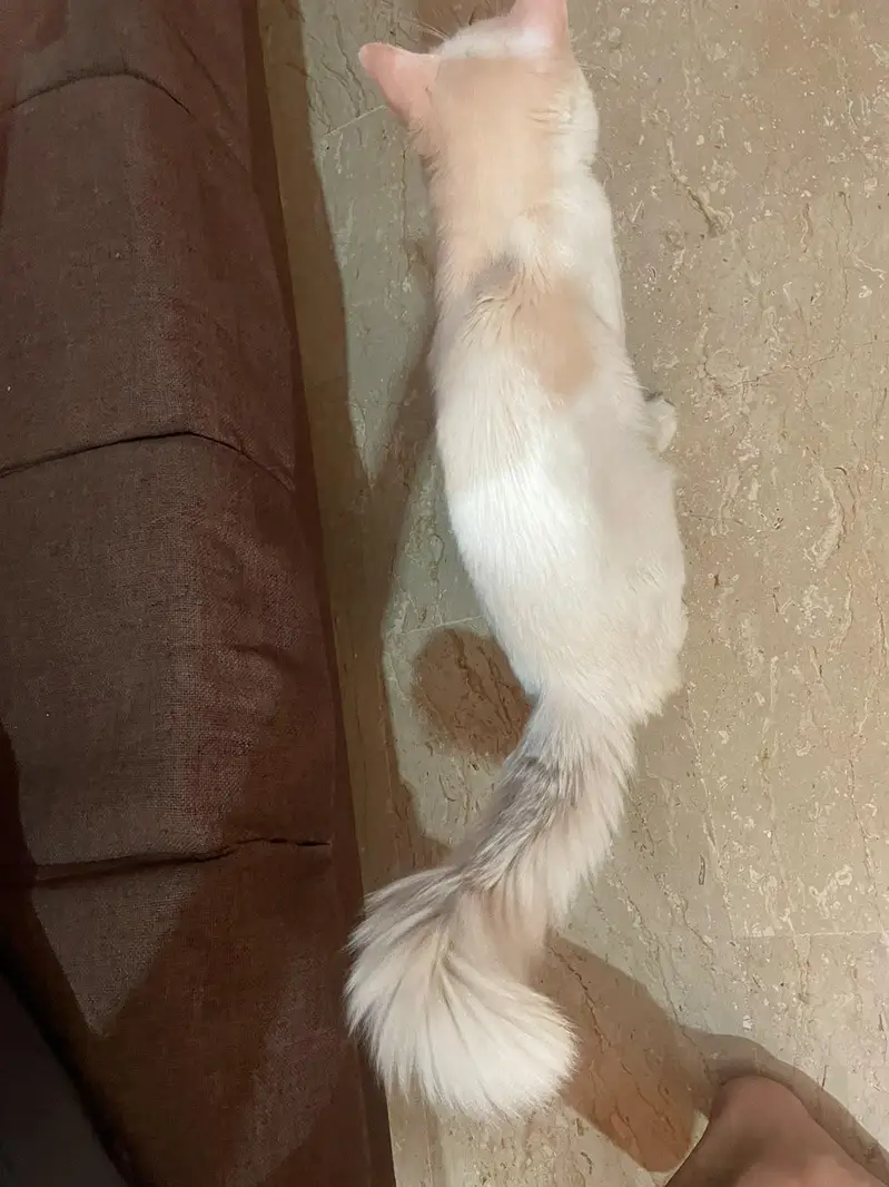 PERSIAN MALE CAT — photo 5
