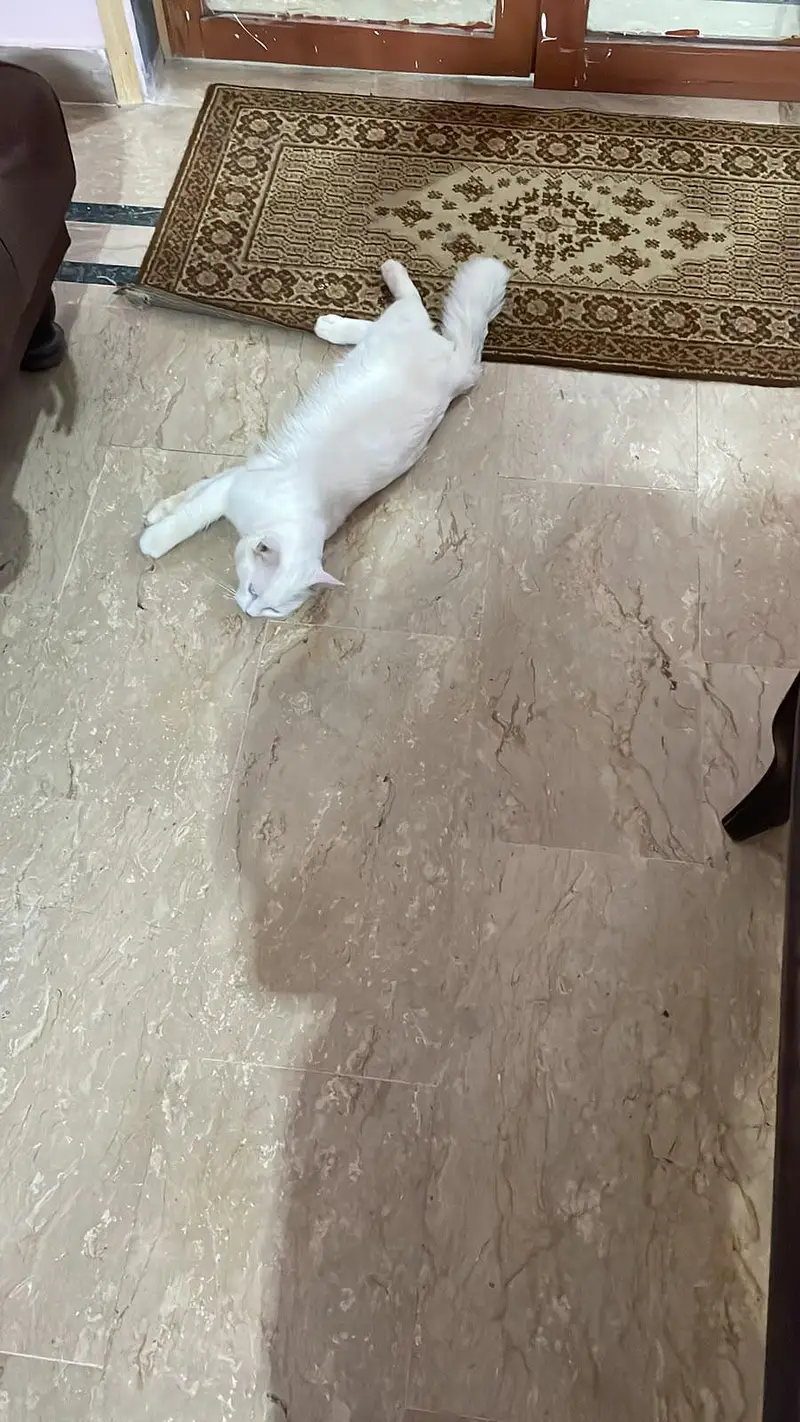 PERSIAN MALE CAT — photo 6