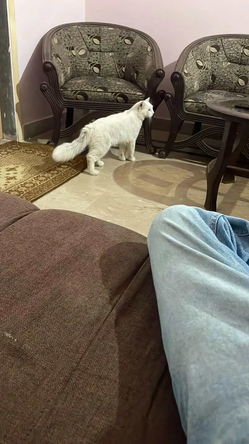 PERSIAN MALE CAT — photo 7