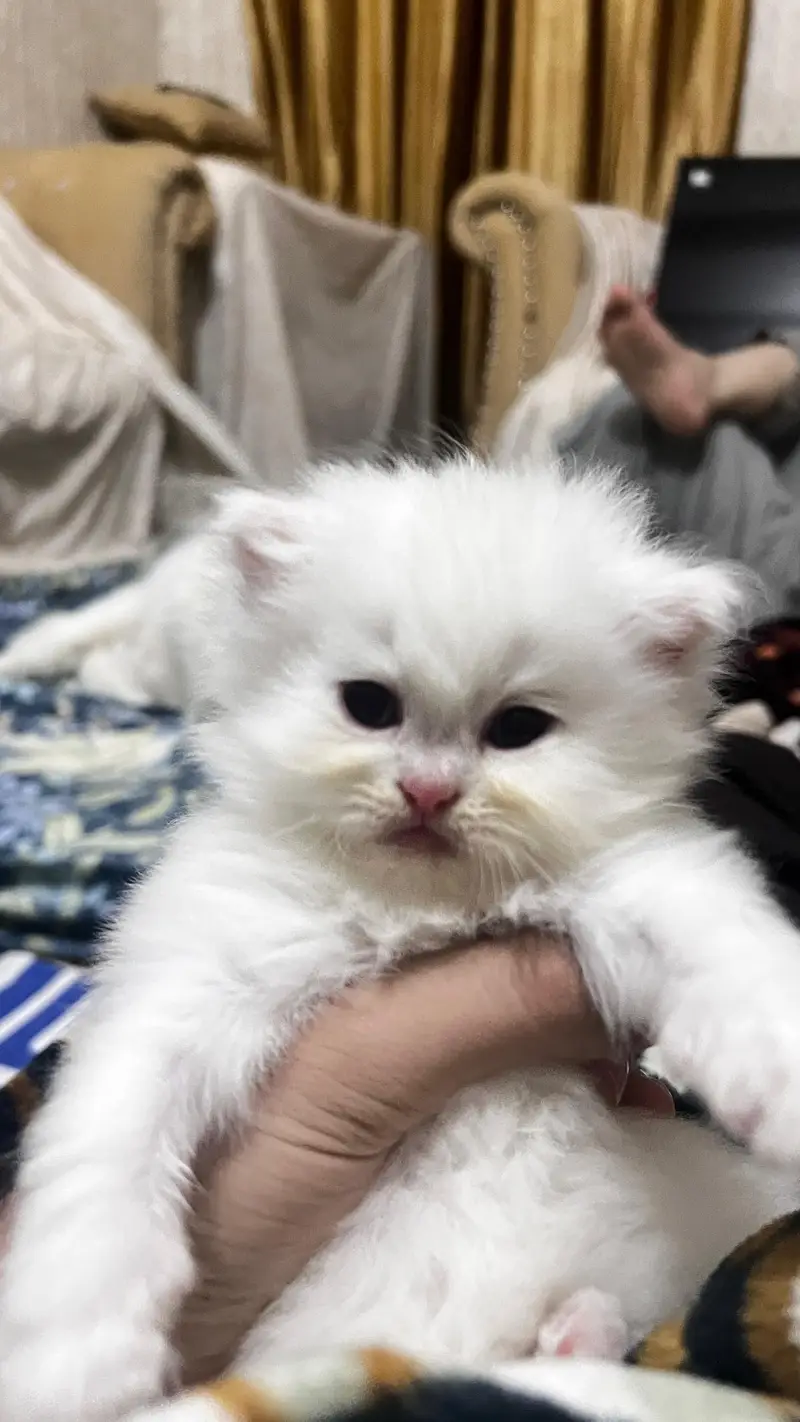 Persian cat baby — photo 2