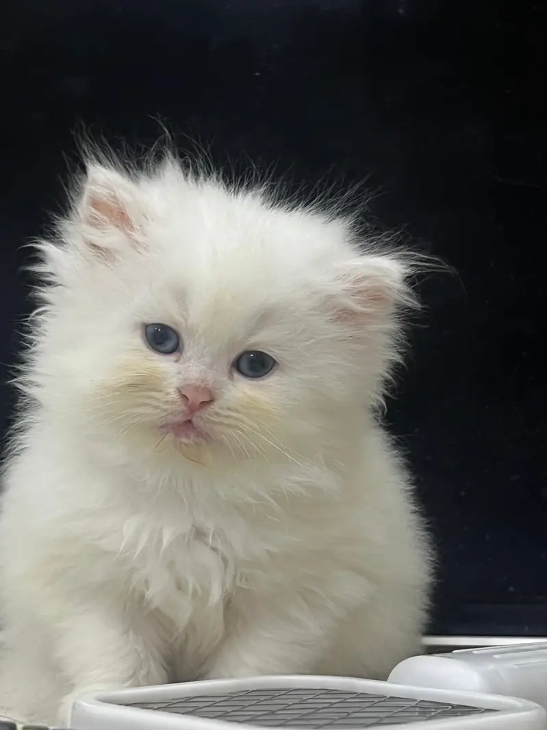 Persian cat baby — photo 3