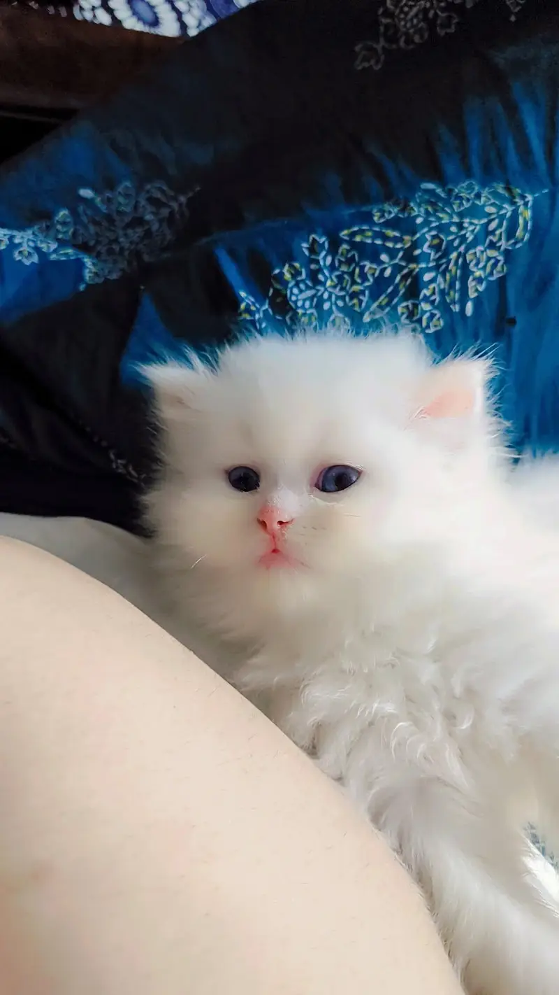 Persian cat baby — photo 4