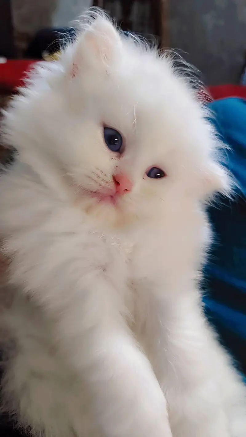 Persian cat baby — photo 5