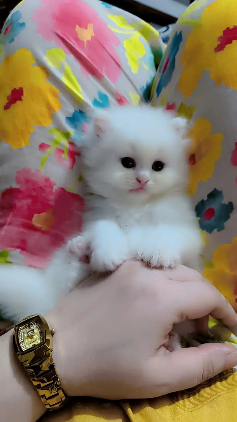Persian cat baby — photo 6