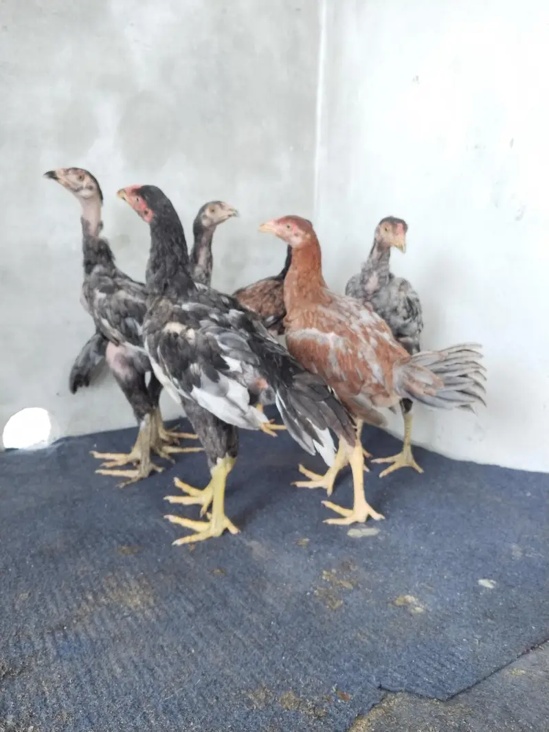 2 pathay 4 pathia O3O8O943O14 — photo 2