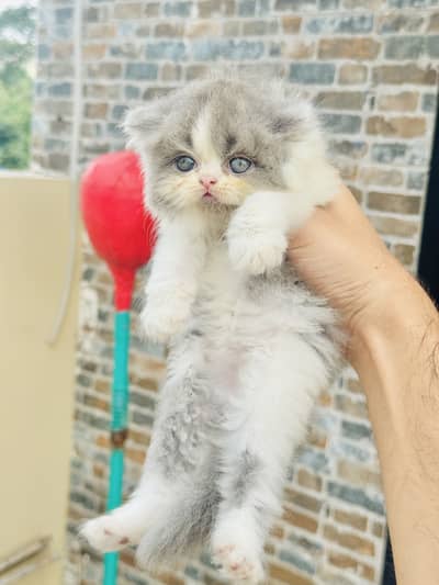 HIGH QUALITY CUTE PERSIAN KITTENS.