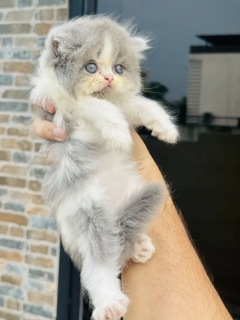 HIGH QUALITY CUTE PERSIAN KITTENS. — photo 2