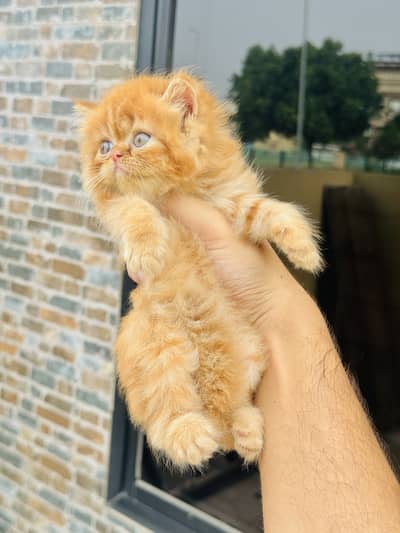 HIGH QUALITY CUTE PERSIAN KITTENS.
