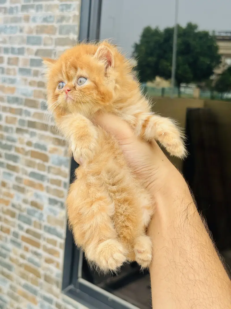 HIGH QUALITY CUTE PERSIAN KITTENS. — photo 3