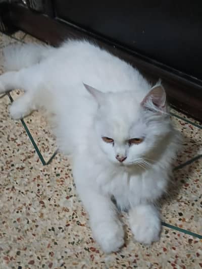triple cot cat trim karwai hoi thi