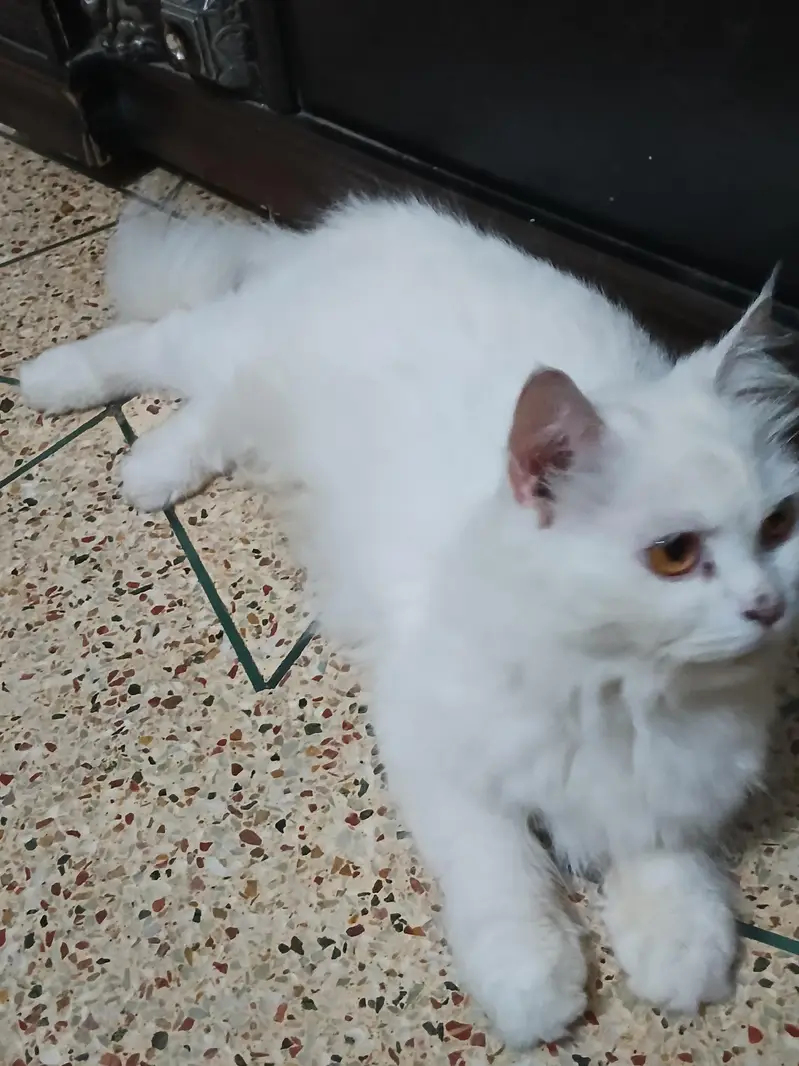 triple cot cat trim karwai hoi thi — photo 2