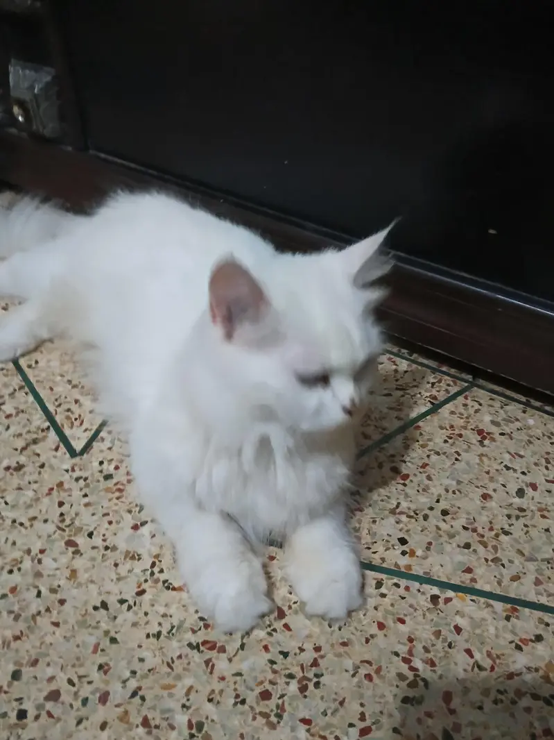 triple cot cat trim karwai hoi thi — photo 3