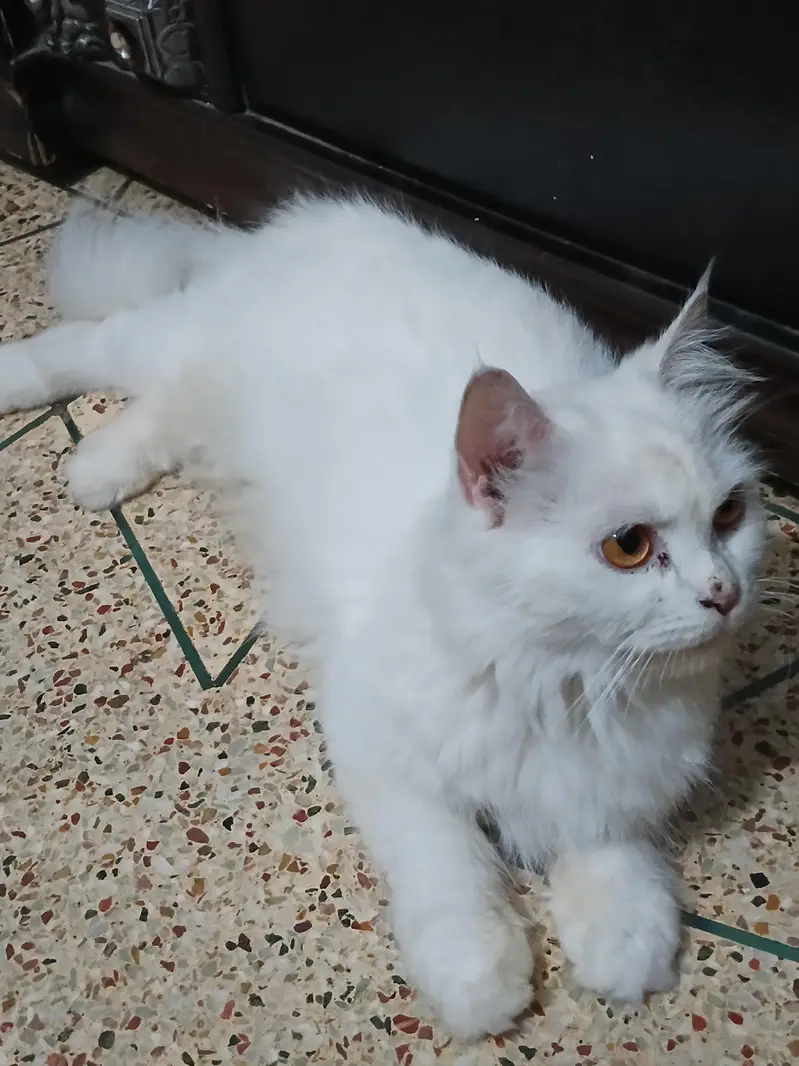 triple cot cat trim karwai hoi thi — photo 4