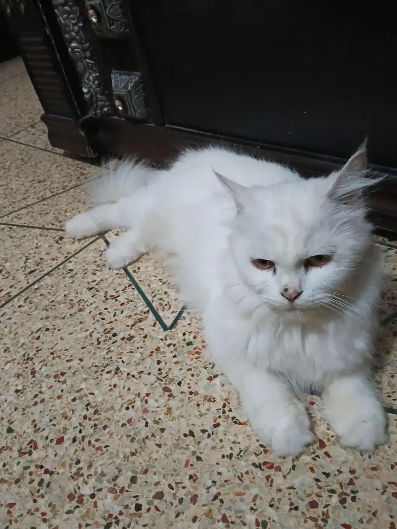 triple cot cat trim karwai hoi thi — photo 5