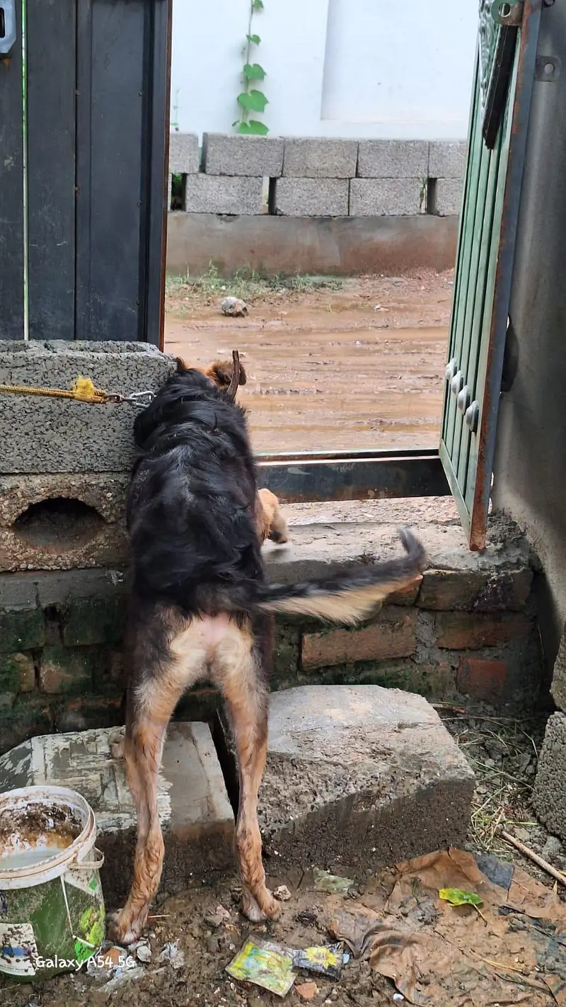 alsation male 4 month — photo 3
