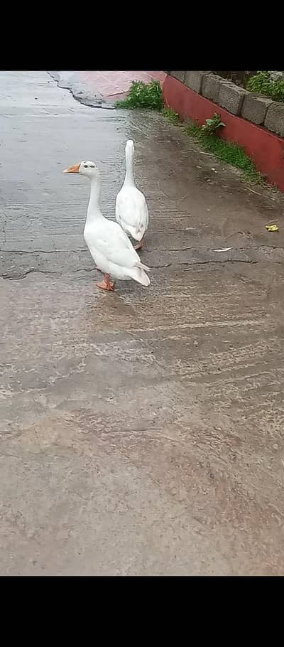 Ducks for sale
