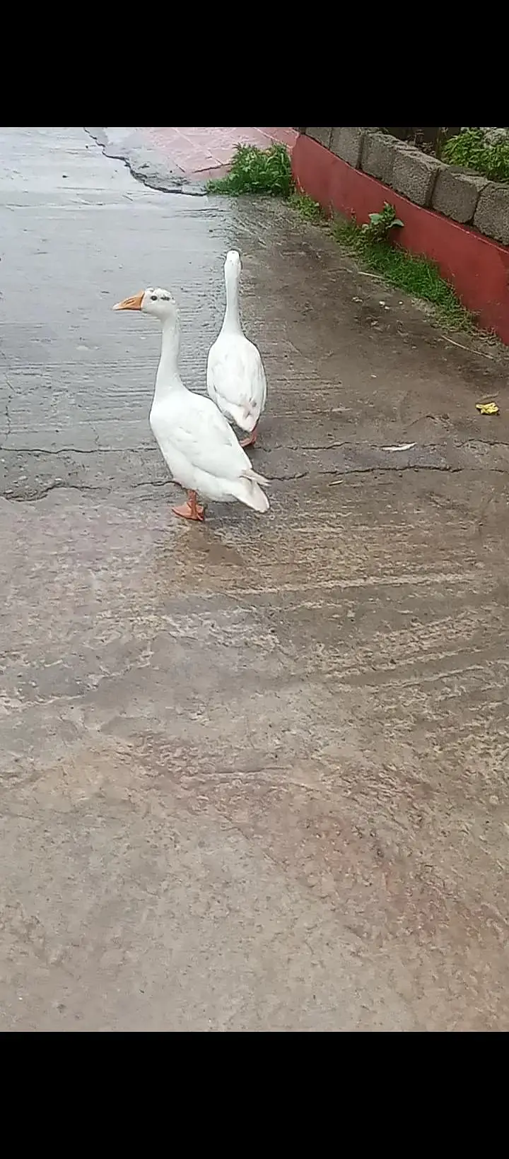 Ducks for sale