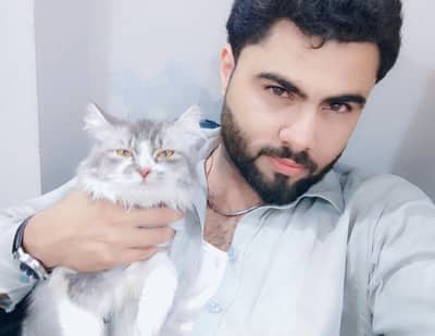 name Bella persion cat for urgent sale white and grey colour