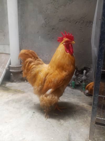 golden puff male big size full active and healthy