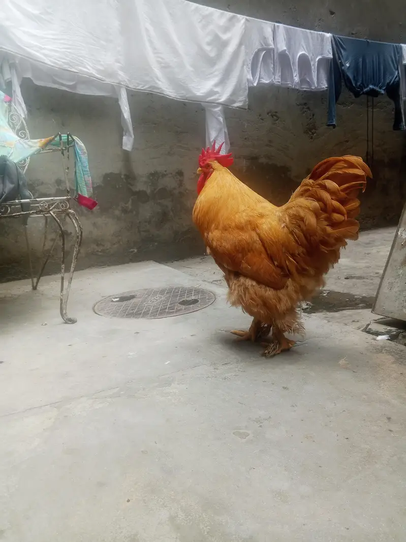 golden puff male big size full active and healthy — photo 2