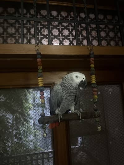 Tamed Male African Grey Parrot