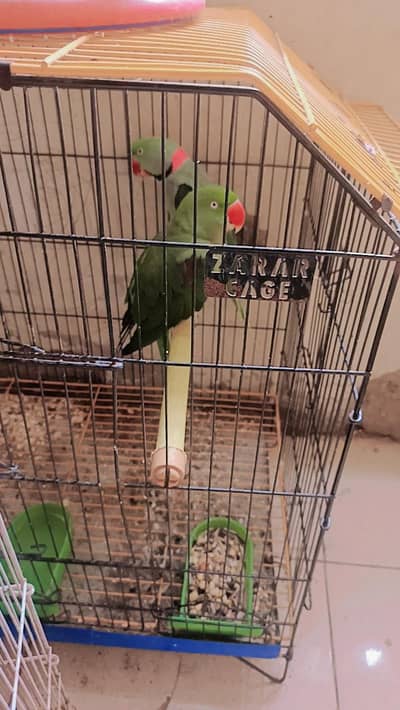 Parrot pair