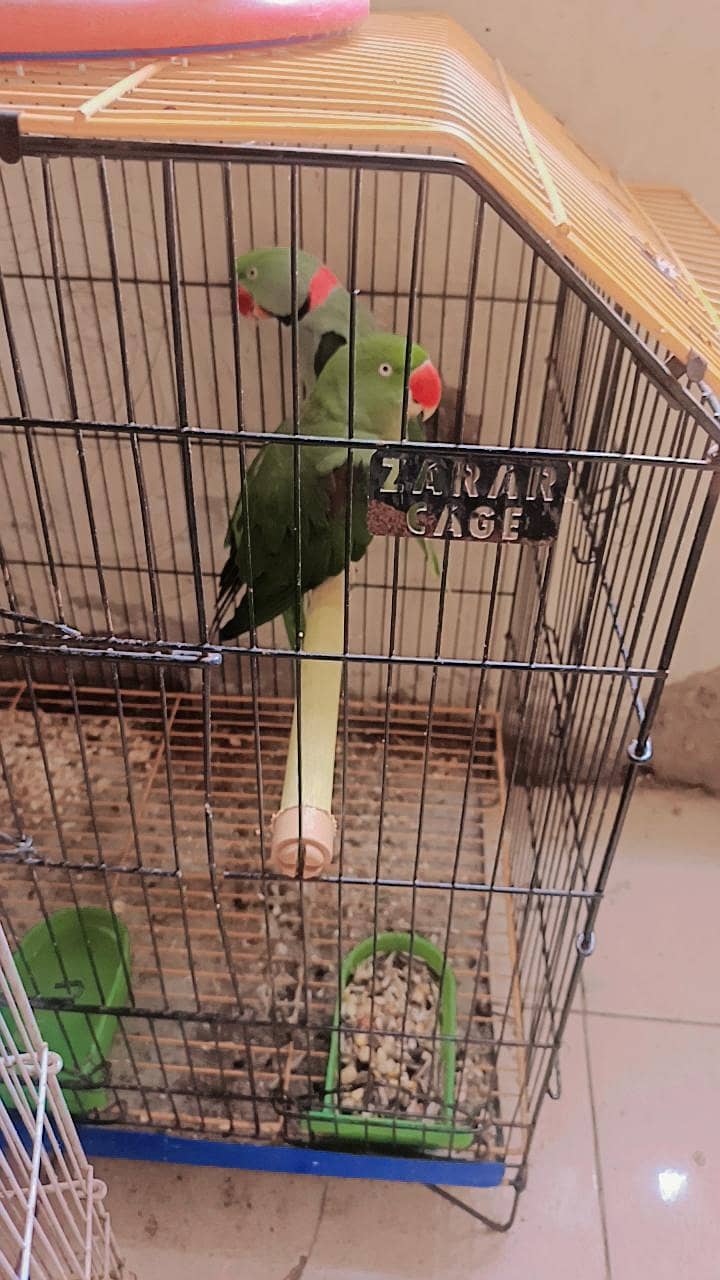 Parrot pair 0
