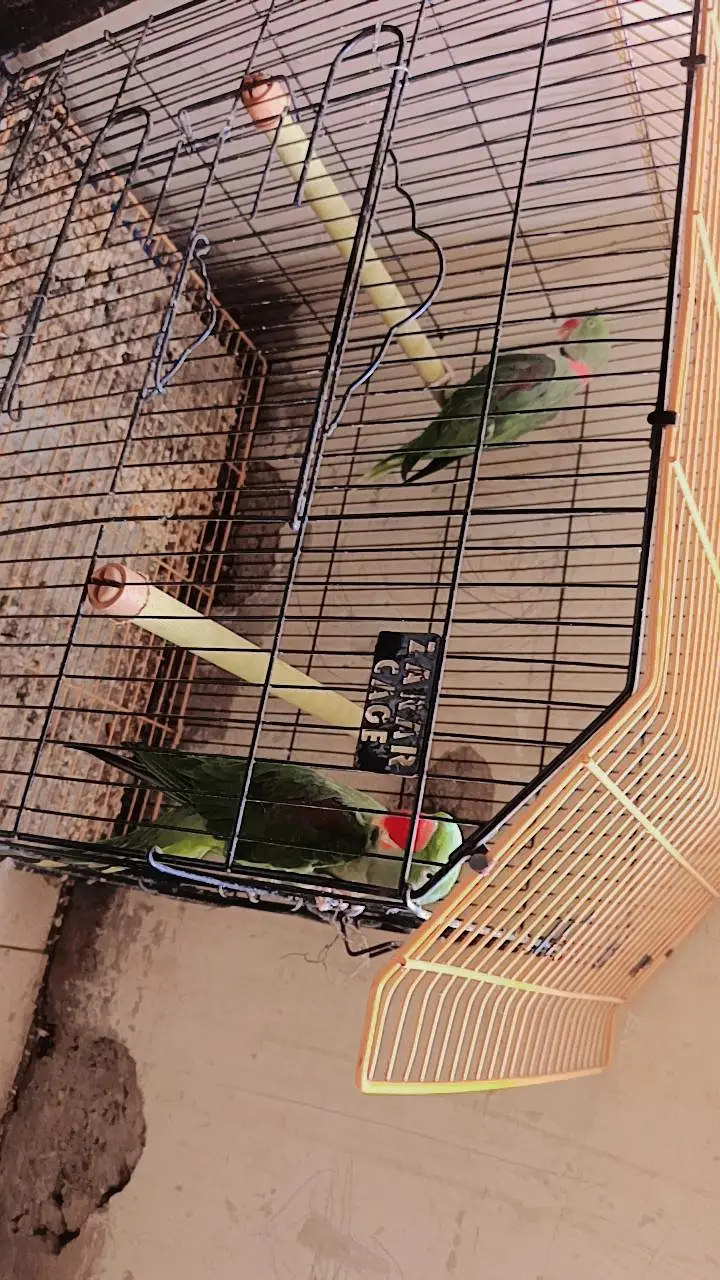 Parrot pair — photo 2