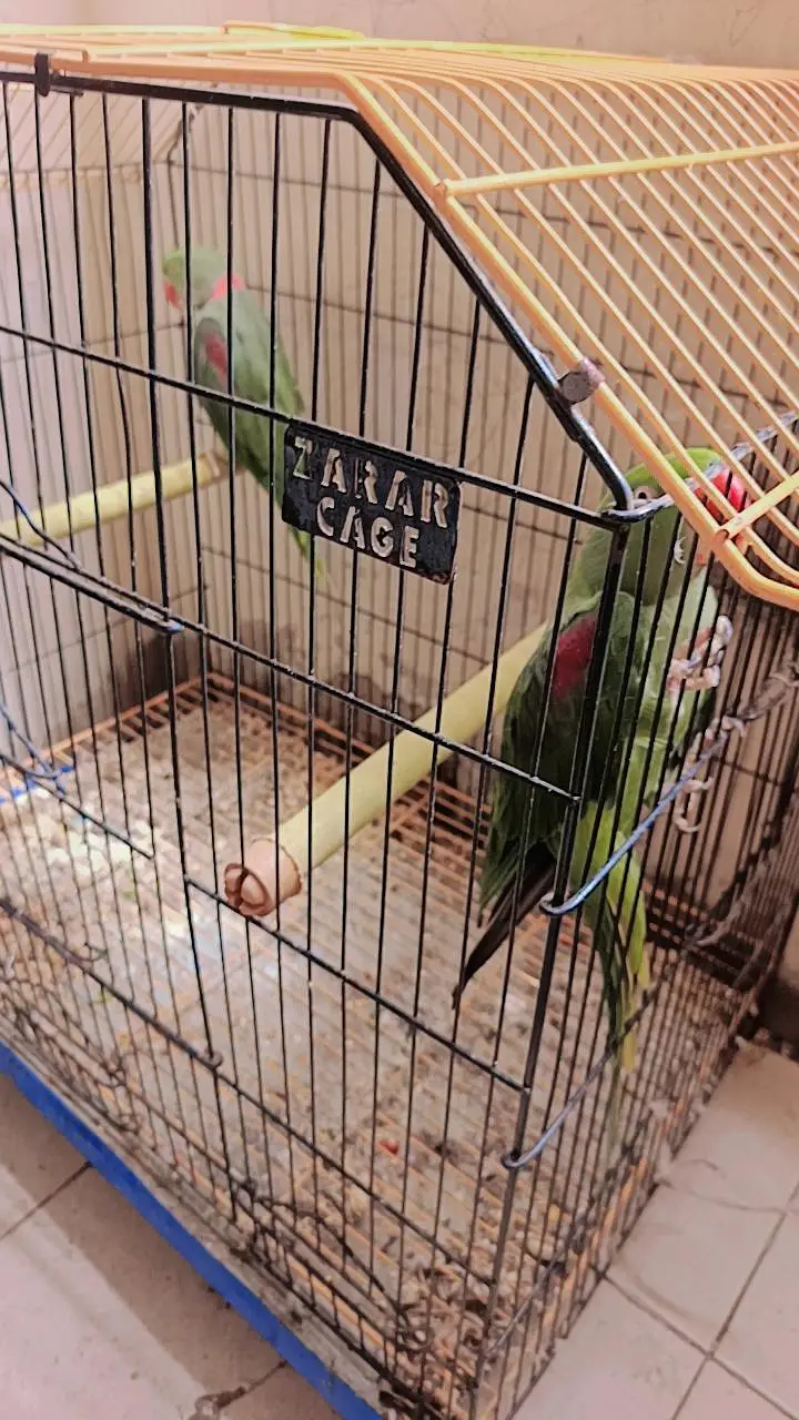 Parrot pair — photo 3