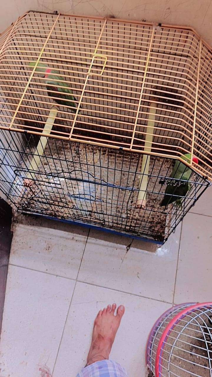 Parrot pair 3