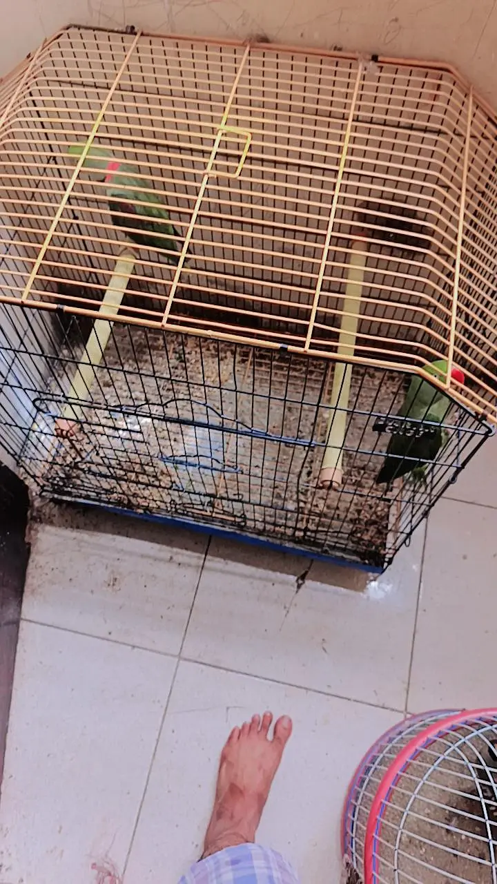 Parrot pair — photo 4
