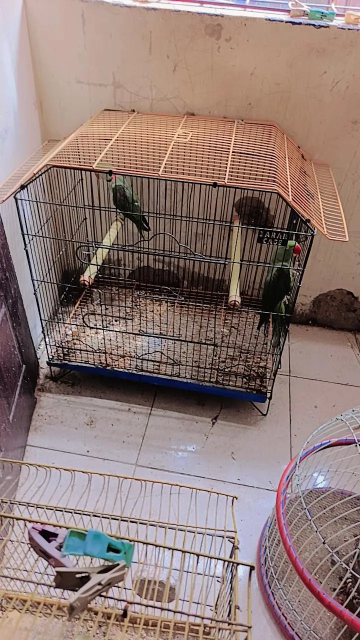 Parrot pair — photo 5