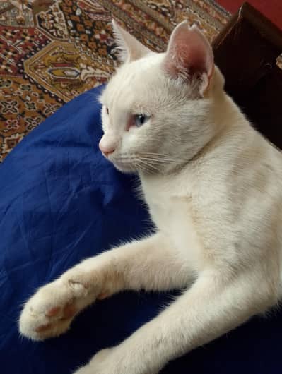 Rare white male cat with two-colored eyes