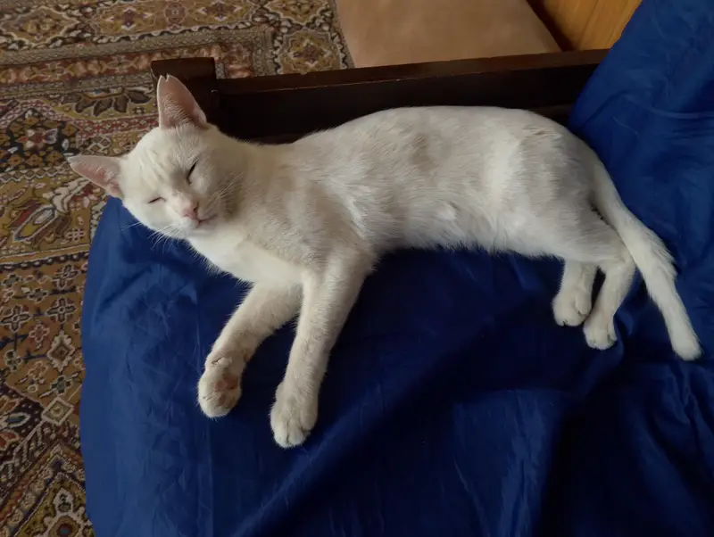 Rare white male cat with two-colored eyes — photo 2
