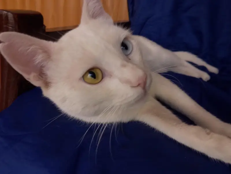 Rare white male cat with two-colored eyes — photo 3