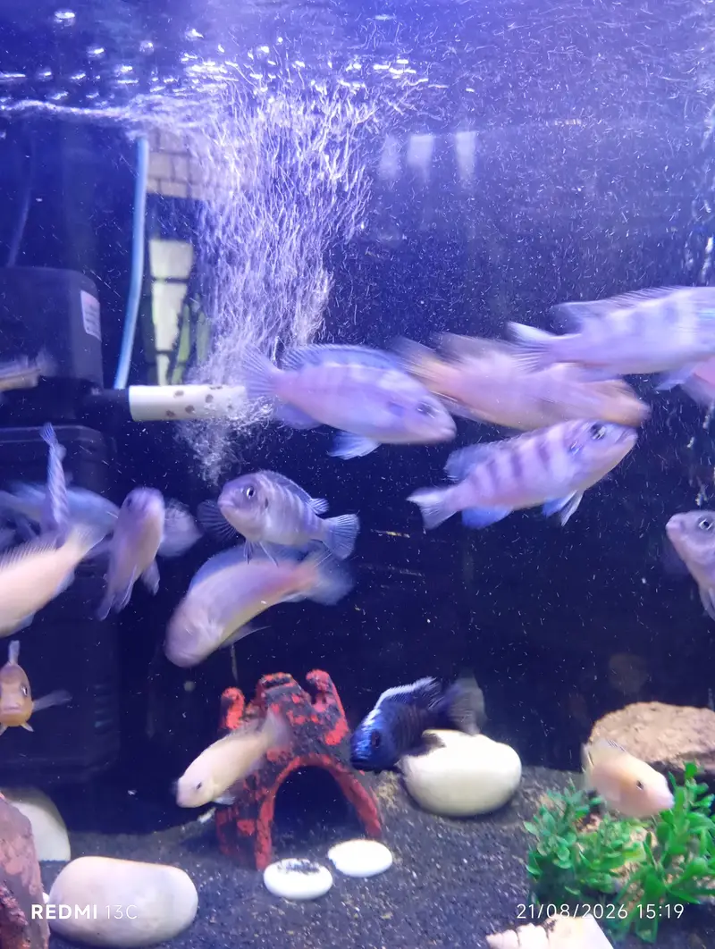 chichild for sale big pair 900 small 600 or medium 700