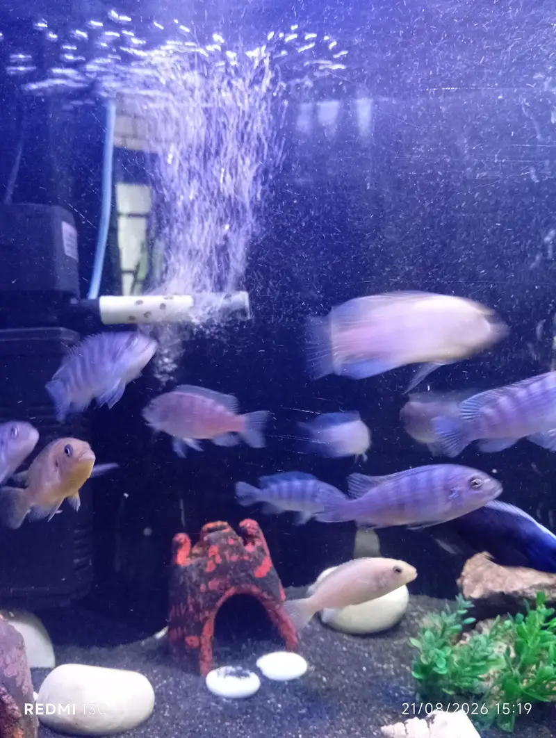 chichild for sale big pair 900 small 600 or medium 700 — photo 4