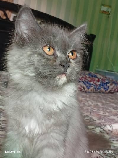 Persian kitten