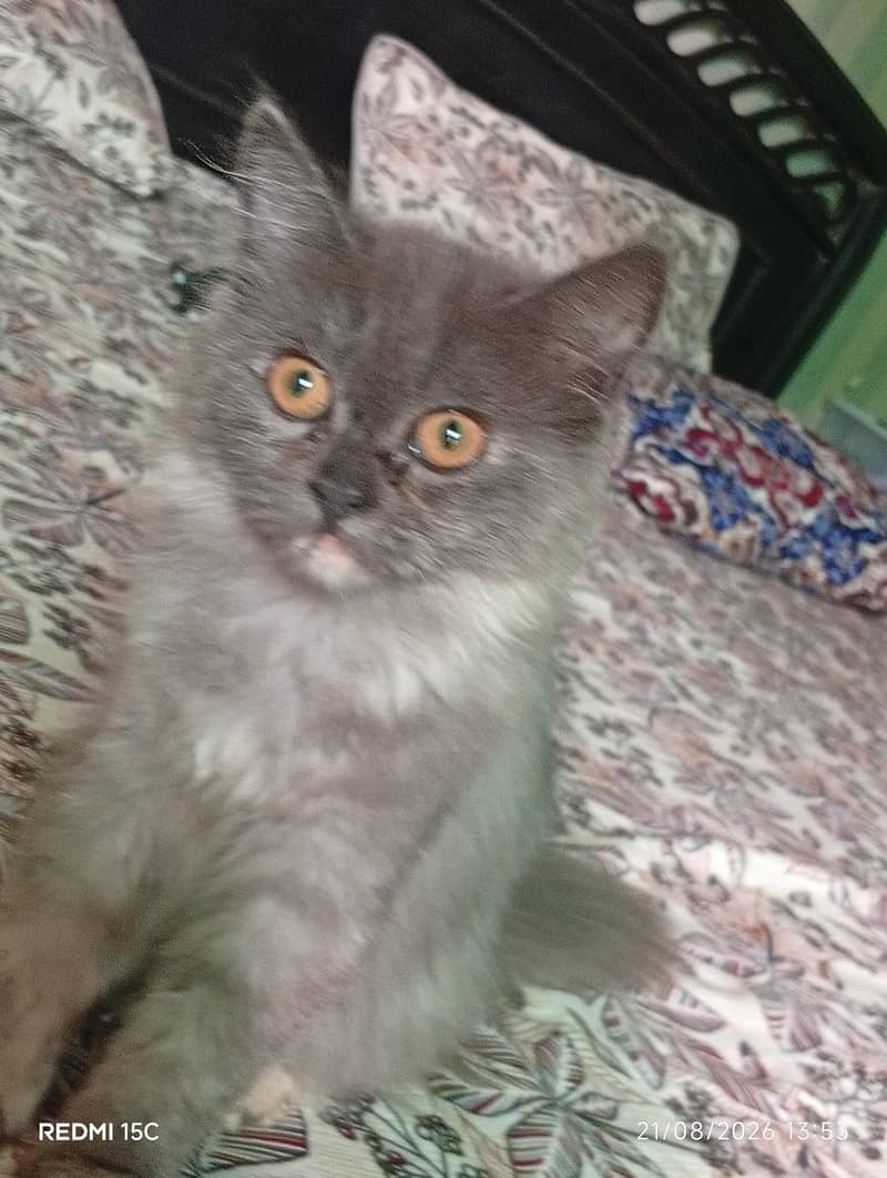 Persian kitten 1