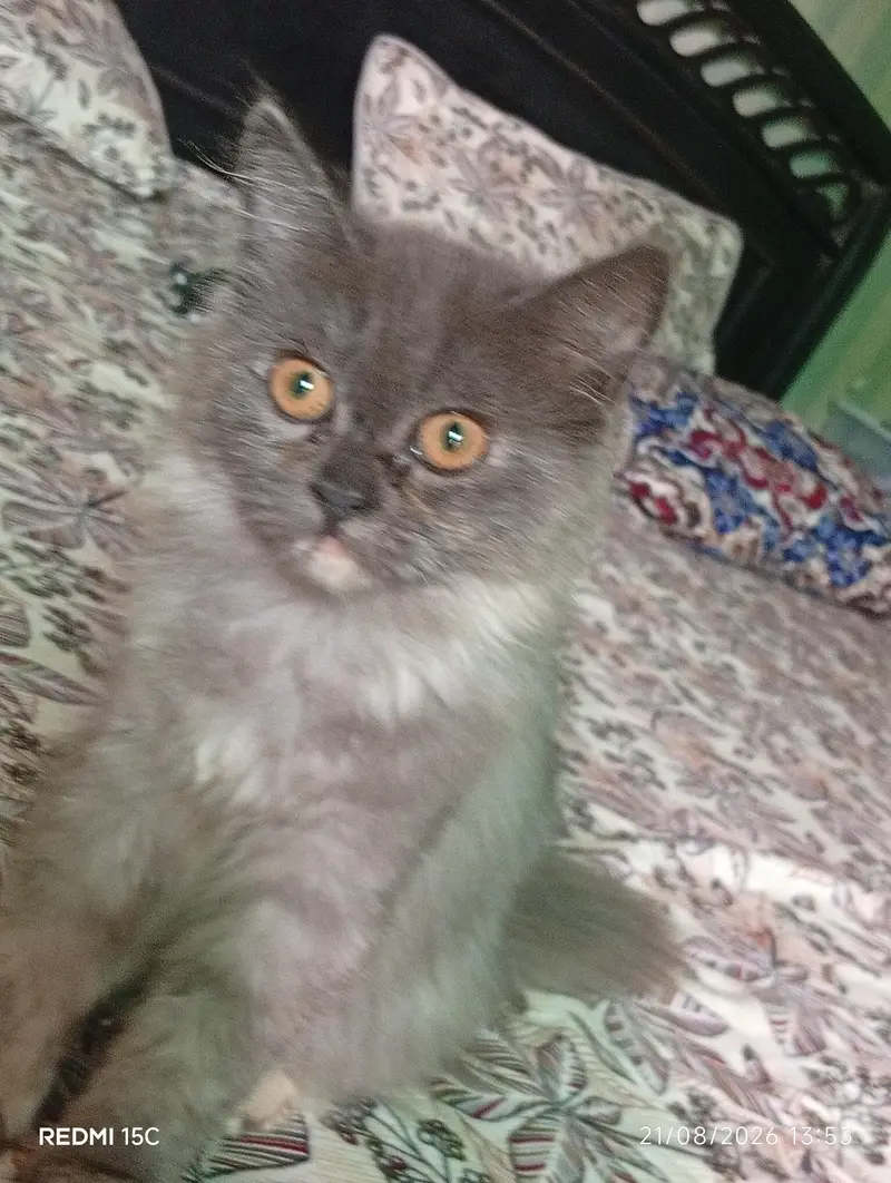 Persian kitten — photo 2