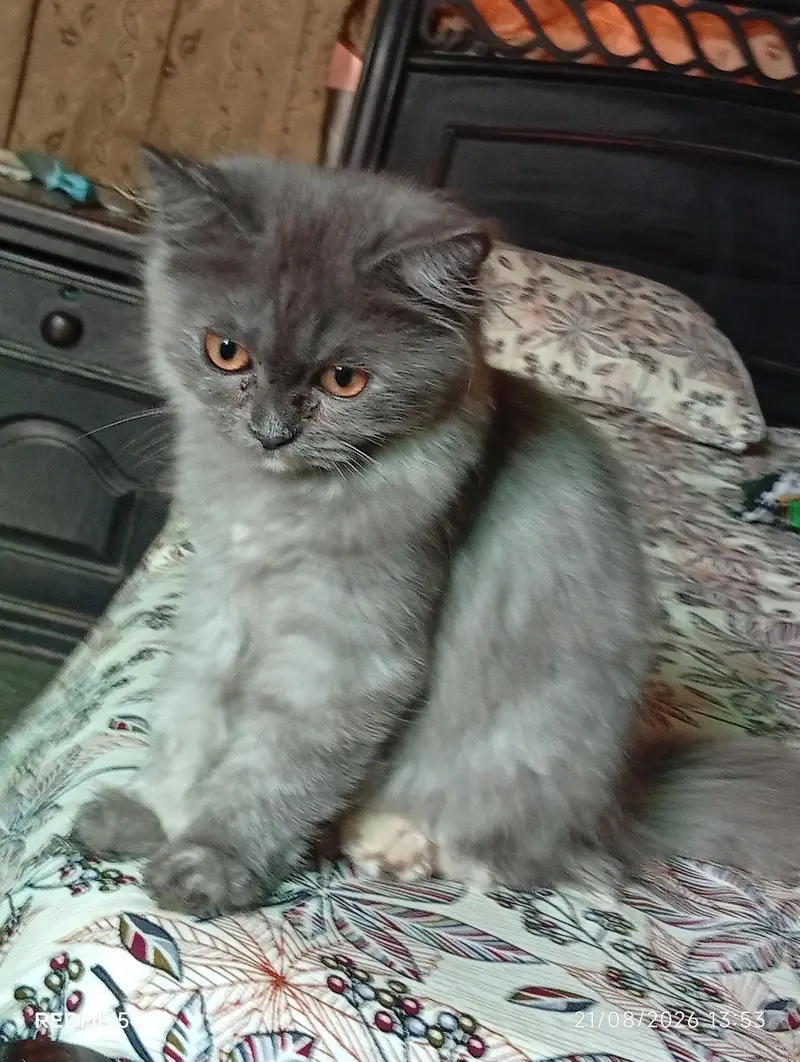 Persian kitten — photo 3