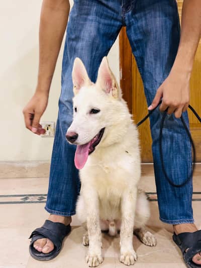 German Shepherd and Husky Cross Breed