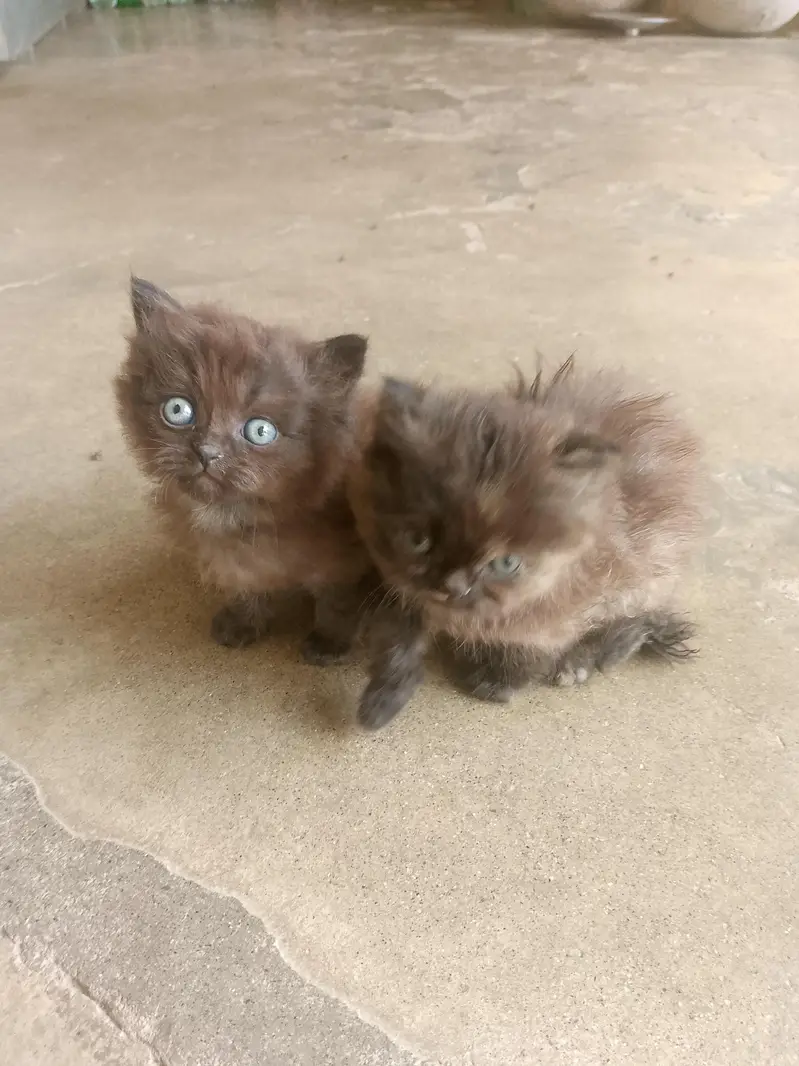 jora hy pure Persian — photo 2