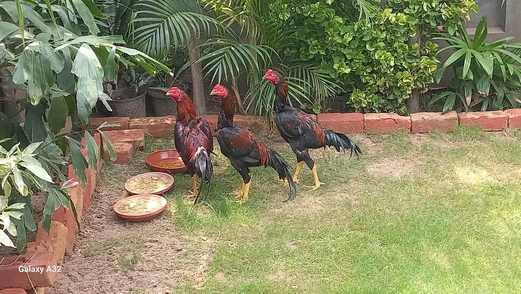 Aseel rooster — photo 2