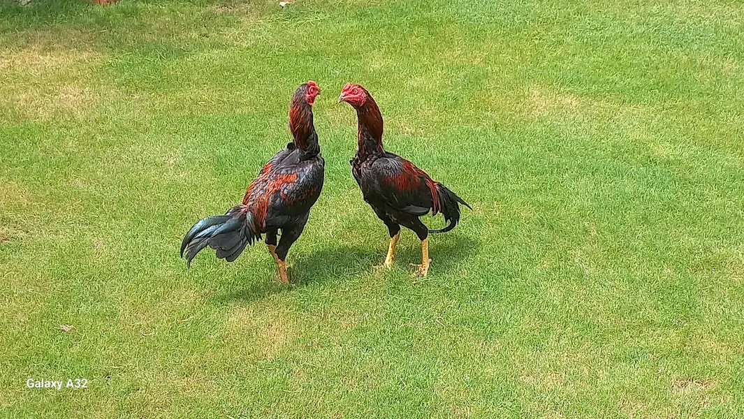 Aseel rooster — photo 4