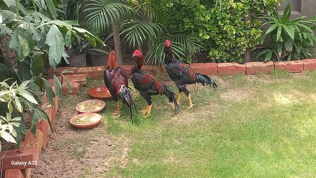 Aseel rooster — photo 5