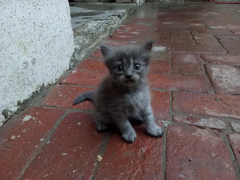 Persian cat — photo 3