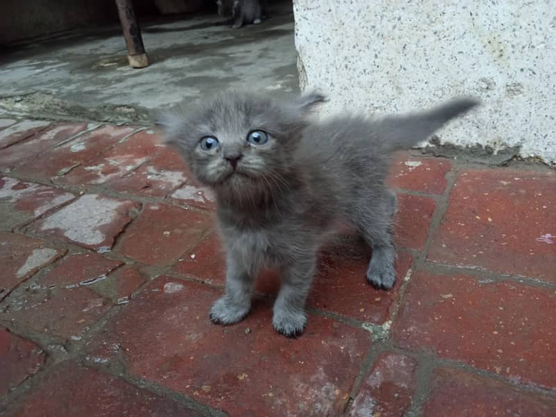 Persian cat 3